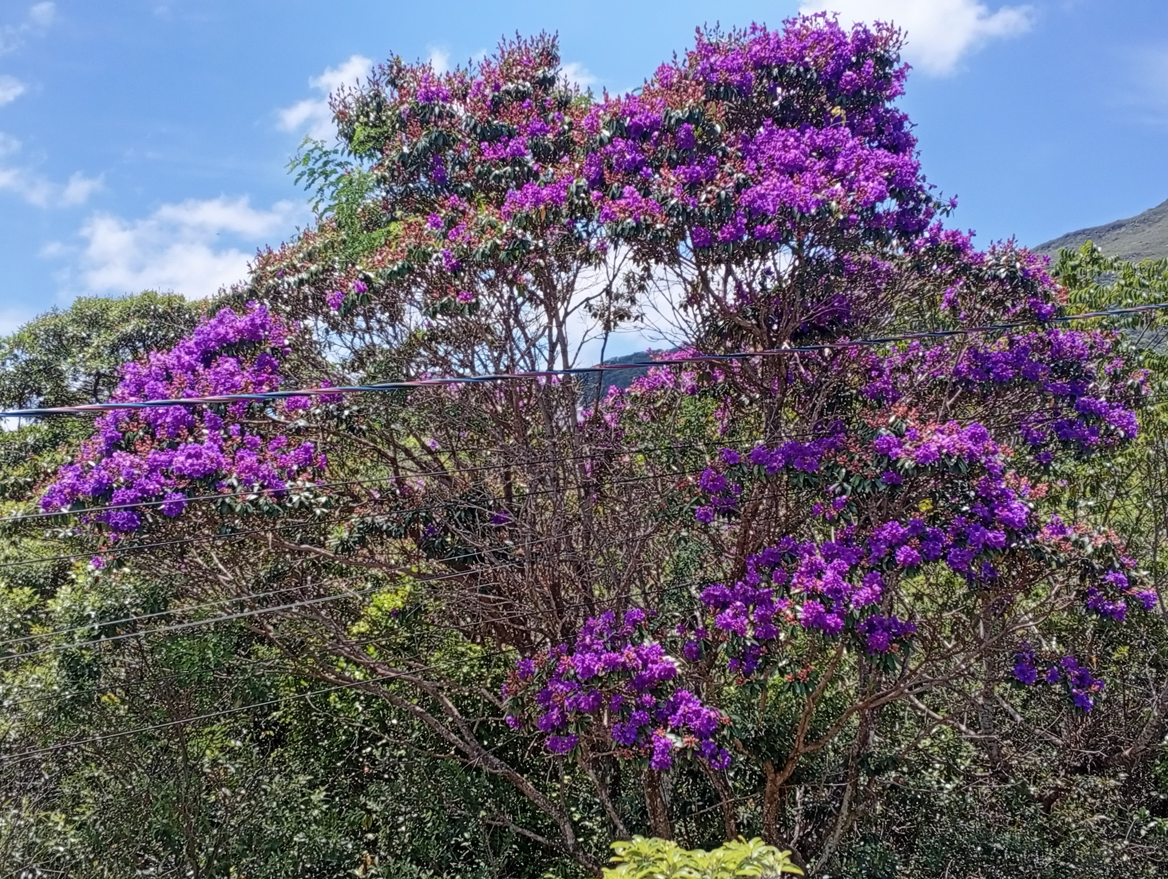 Flores lilases da quaresmeira
