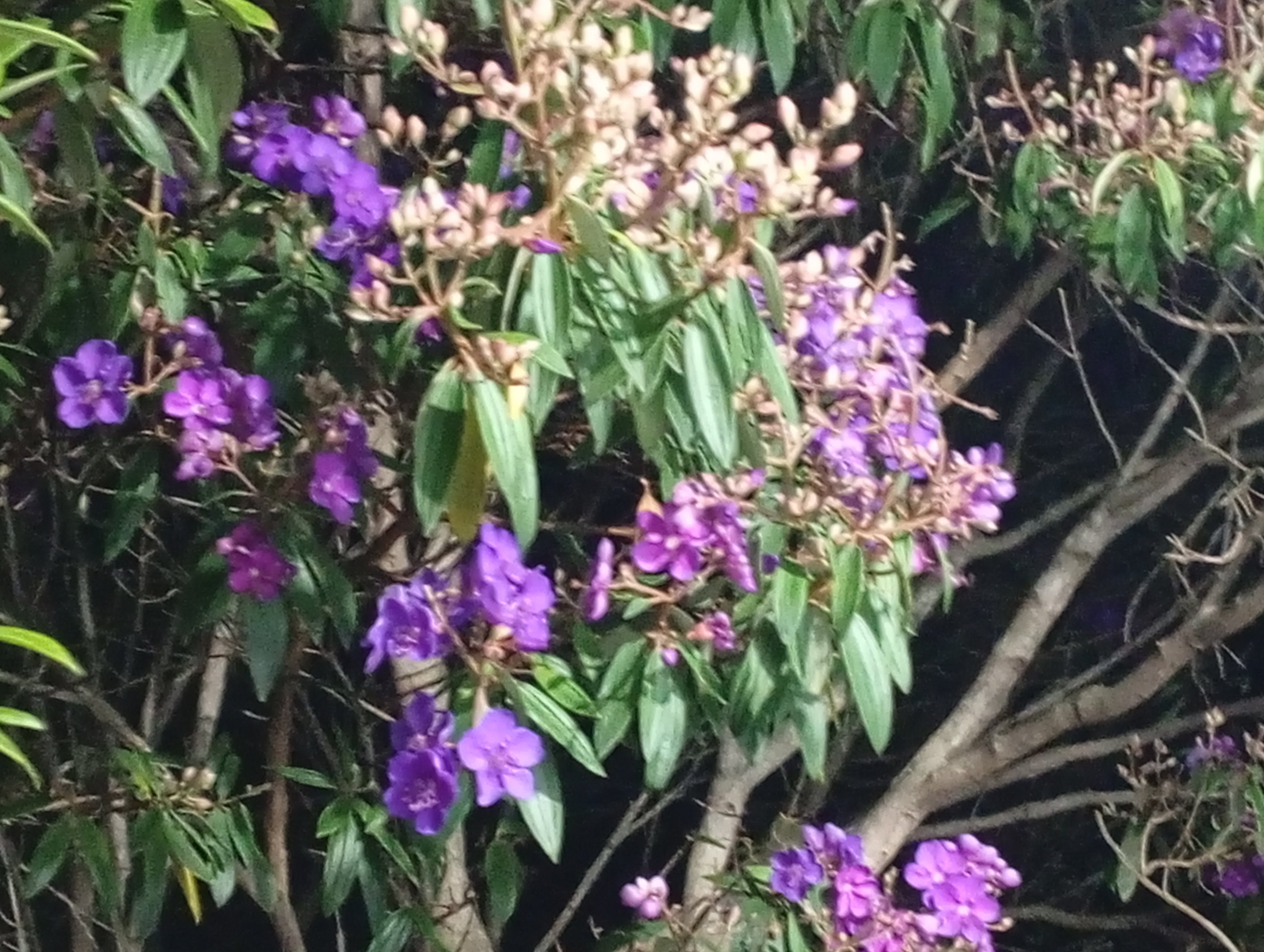 Paisagem com quaresmeiras no Capão